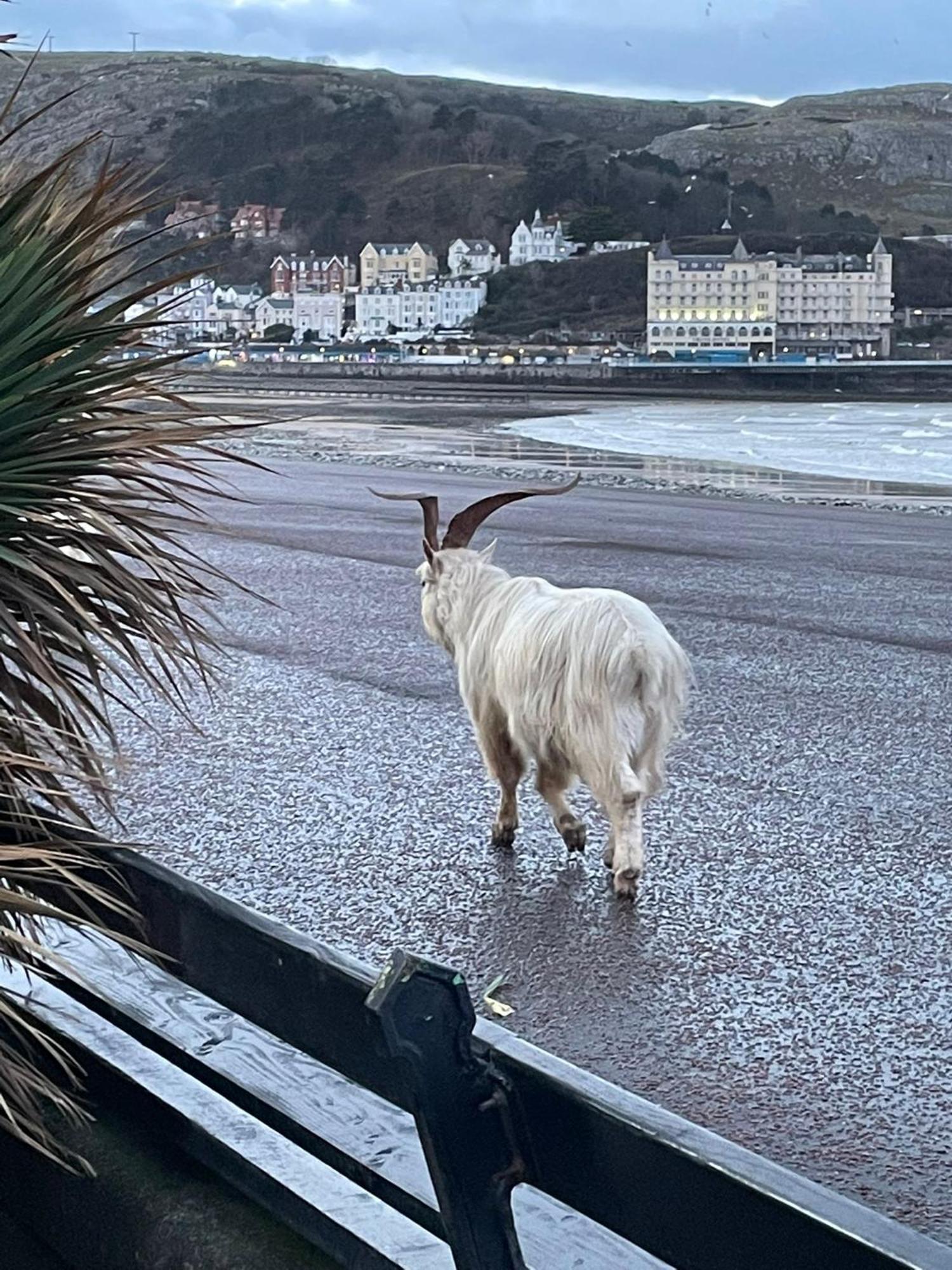 Glan Y Mor Hotel (Adults Only) Llandudno Luaran gambar